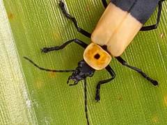 Chauliognathus heros