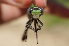 Ophiogomphus smithi
