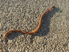 Lumbricus