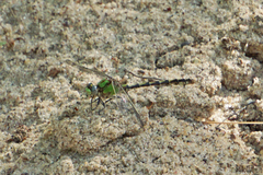Ophiogomphus smithi