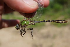 Ophiogomphus smithi