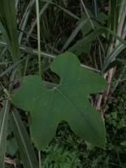 Echinopepon racemosus