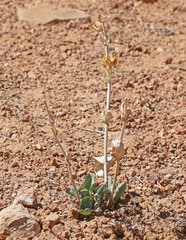Penstemon pachyphyllus congestus