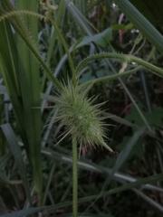Echinopepon racemosus