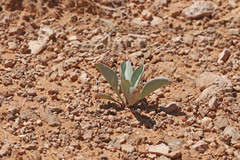 Penstemon pachyphyllus congestus