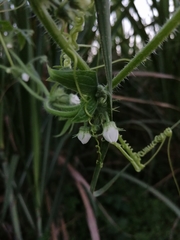 Echinopepon racemosus