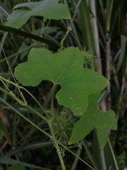 Echinopepon racemosus
