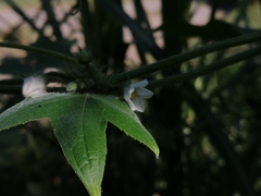 Echinopepon racemosus