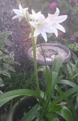 Crinum moorei