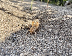 Rhachocnemis validus