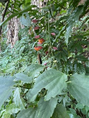 Thunbergia coccinea