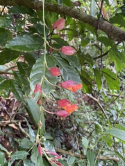 Thunbergia coccinea