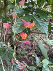 Thunbergia coccinea