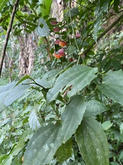 Thunbergia coccinea
