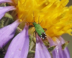 Macrotylus amoenus