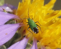 Macrotylus amoenus