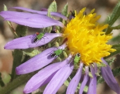 Macrotylus amoenus