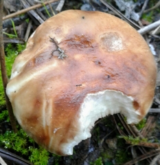 Suillus bellinii