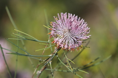 Isopogon divergens