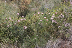 Isopogon divergens