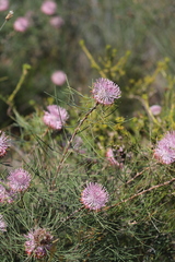 Isopogon divergens