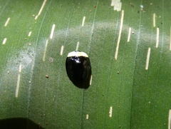 Imatidium thoracicum