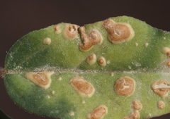 Wilsoniana platensis