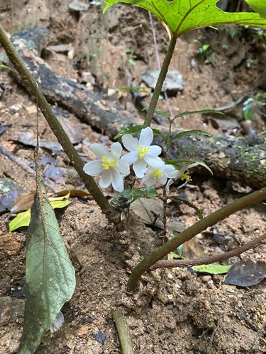 Begonia obovoidea