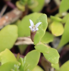 Lobelia irrigua