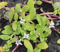 Lobelia irrigua
