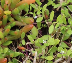 Lobelia irrigua