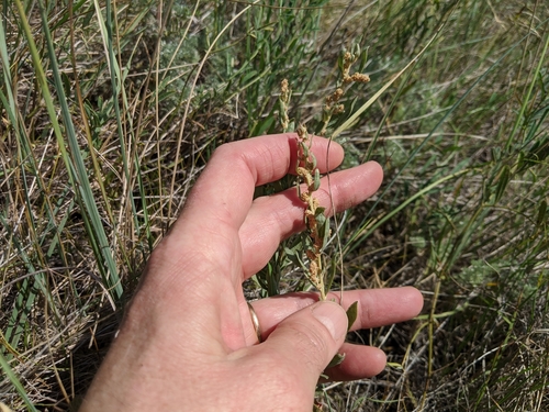 Atriplex gardneri var. gardneri
