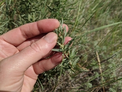 Atriplex gardneri gardneri