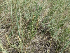 Atriplex gardneri gardneri