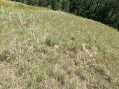 Atriplex gardneri gardneri