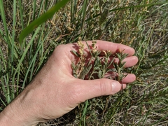 Atriplex gardneri gardneri