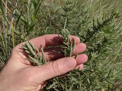 Atriplex gardneri gardneri
