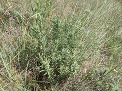 Atriplex gardneri gardneri