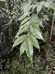 Casearia arborea