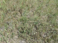 Atriplex gardneri gardneri