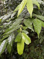 Casearia arborea