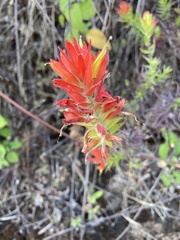 Castilleja auriculata