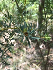 Pultenaea glabra
