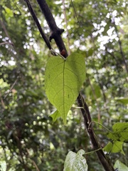 Neorudolphia volubilis