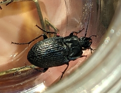 Dicaelus sculptilis