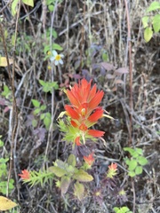 Castilleja auriculata
