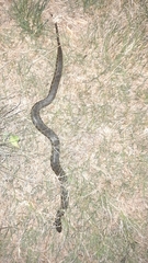 Helicops leopardinus