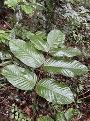 Ormosia krugii