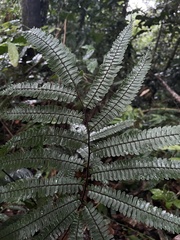 Adiantum pulverulentum