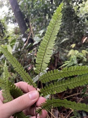 Adiantum pulverulentum
